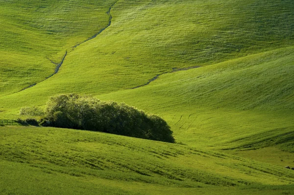 Groene tarwevelden — Stockfoto