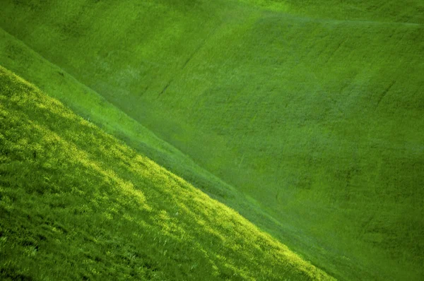 Zelená pole pšenice — Stock fotografie