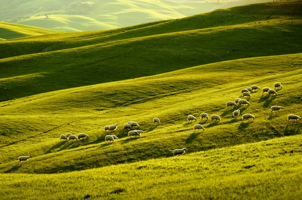 Ovejas en Toscana — Foto de Stock