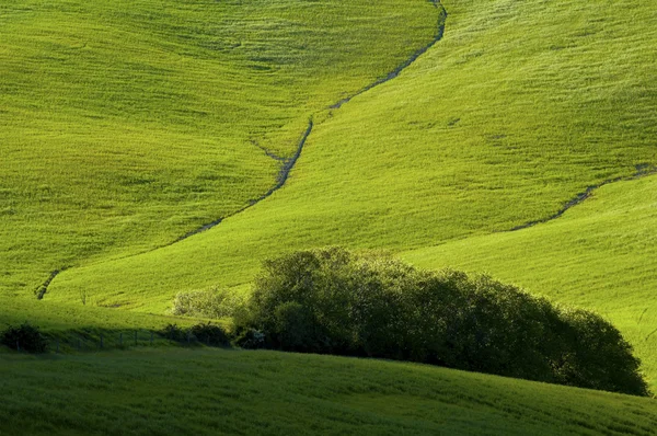 Campos verdes de trigo — Fotografia de Stock