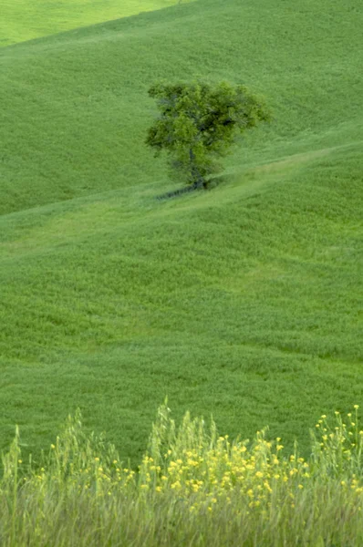 Campi verdi di grano — Foto Stock