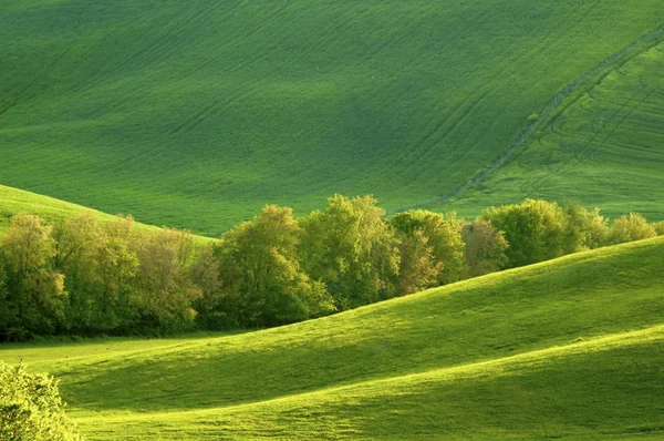 Campos verdes en la región Toscana de Italia — Foto de Stock