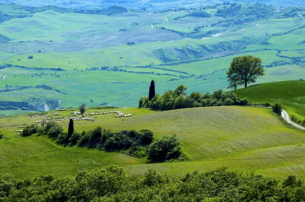 Campi verdi di grano in Italia — Foto Stock