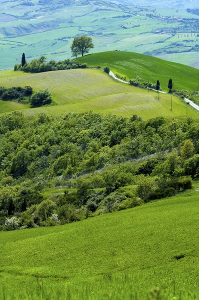 इटलीच्या टस्कनी प्रदेशात हिरव्या फील्ड — स्टॉक फोटो, इमेज