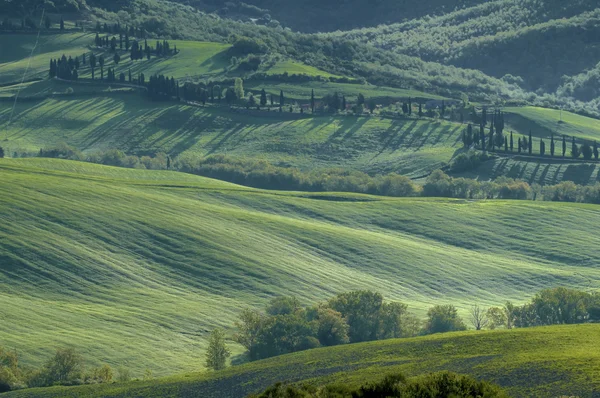 녹색 이탈리아 필드 — 스톡 사진