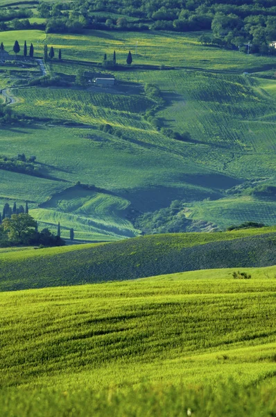 Groene Italiaanse velden — Stockfoto