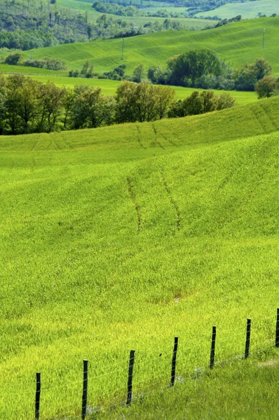 Zelená pole italské — Stock fotografie