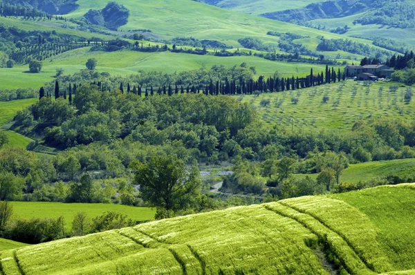 意大利、 绿色的田野 — 图库照片