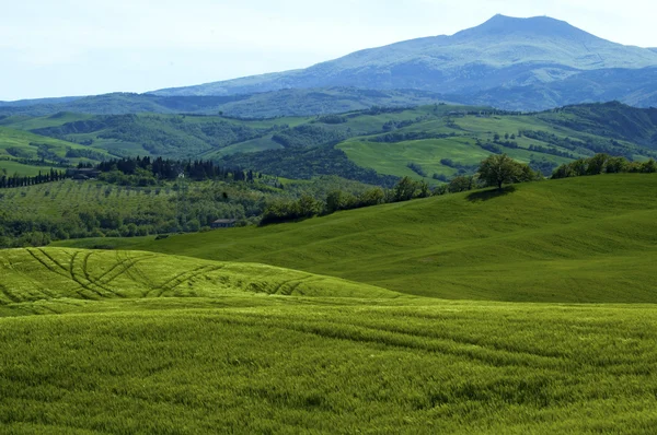 Gröna italienska fält — Stockfoto