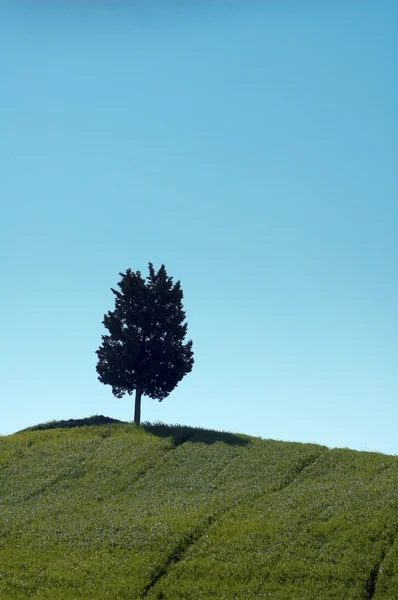 Cypress tree on a hill in Italy — Stock Photo, Image