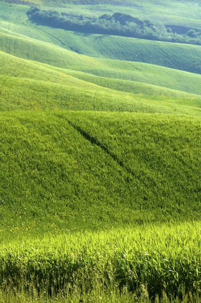 Gröna vetefält — Stockfoto