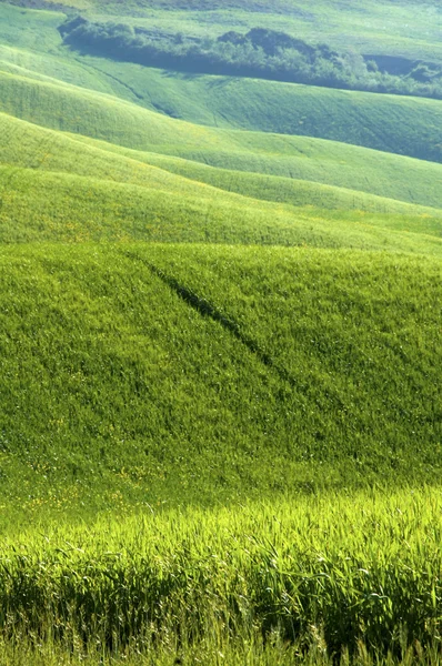 Green fields of wheat — Stock Photo, Image