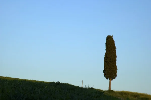 Pinos solitarios en una cresta, Italia —  Fotos de Stock