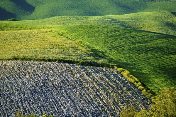 Green fields in the Tuscany region of Italy — Stock Photo, Image