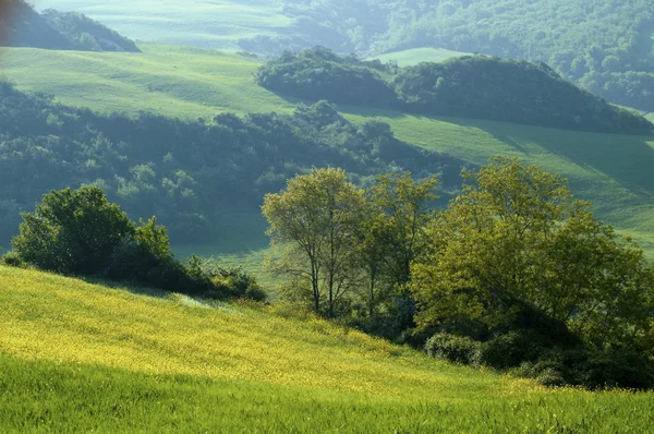 Campos verdes en la región Toscana de Italia — Foto de Stock