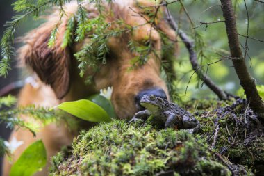 Bir ormandaki bir kurbağa keşfetmek köpek
