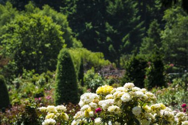 Beyaz ve sarı gül bahçesinde