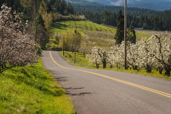 Route Travers Les Vergers Pommiers Printemps Hood Vally Oregon — Photo