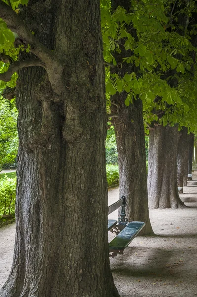 Trees and paths in Luxembourg Garden, Paris, France