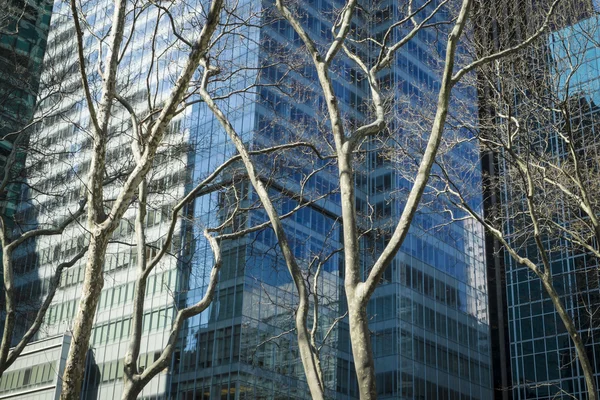 Bomen en moderne gebouwen, New York City — Stockfoto