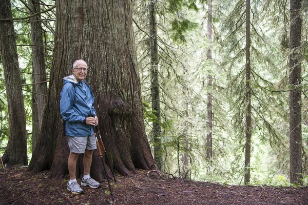 Elderly active man hiking in forest