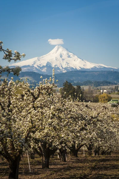 Mt Hood Vally and apple orchards — Stock Photo, Image