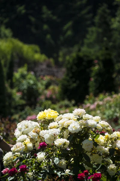 Rosas blancas y amarillas en el jardín — Foto de Stock