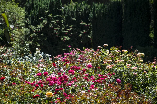 Rosas vermelhas no jardim — Fotografia de Stock