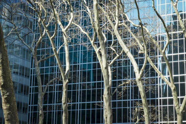 Trees and modern buildings, New York City — Stock Photo, Image