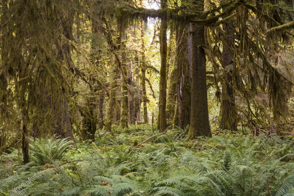 Ferns and forest, Olympic National Park — Stock Photo, Image