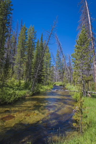 Liten elv i Idaho-fjellene – stockfoto