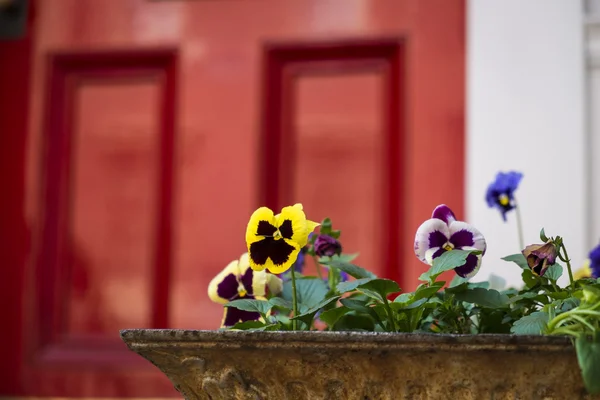 赤いドアの近くのフラワー ボックスに春のパンジー — ストック写真
