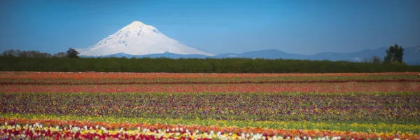 Tulip fields, snow-covered mountain — Stock Photo, Image