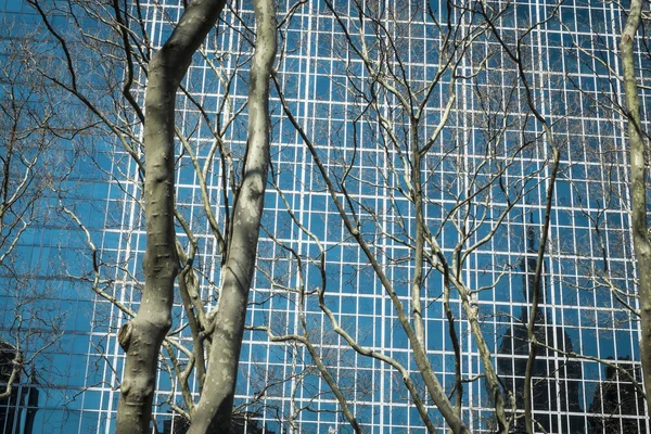 树和现代大厦, 纽约市 — 图库照片