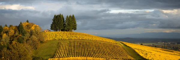 Jesień winnic, willamette valley, oregon Obrazek Stockowy