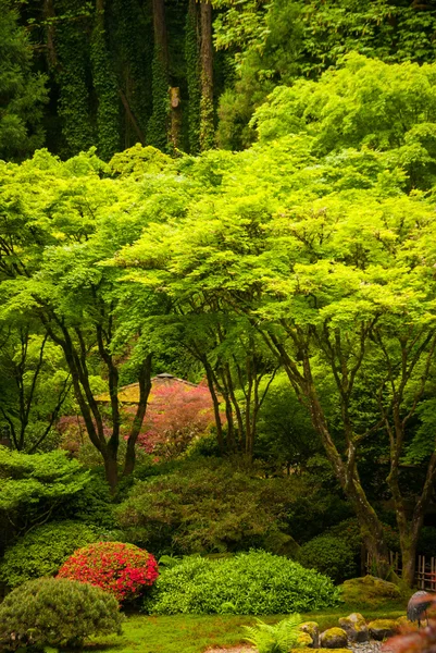 茂密的植被，日式花园 — 图库照片