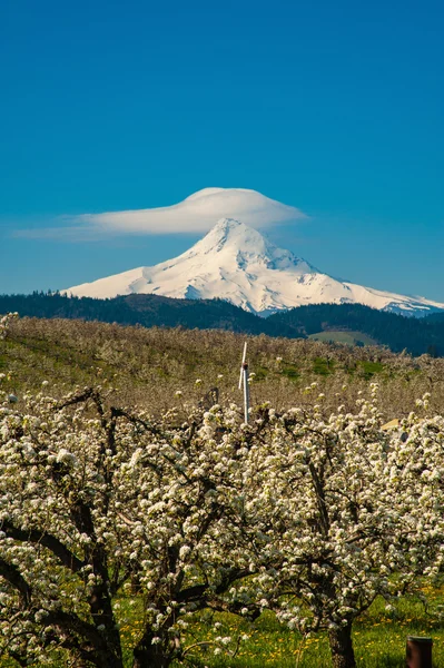 Blooming apple orchards in the Hood River Valley, Oregon — Stock Photo, Image