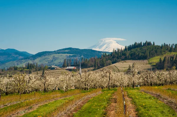 Kvetoucí jabloňových sadů v Hood River Valley, Oregon — Stock fotografie