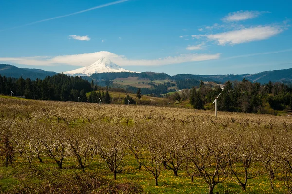 Kvetoucí jabloňových sadů v Hood River Valley, Oregon — Stock fotografie