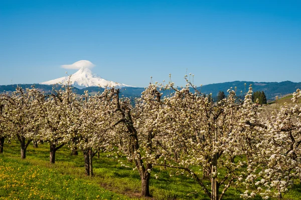 Kvetoucí jabloňových sadů v Hood River Valley, Oregon — Stock fotografie