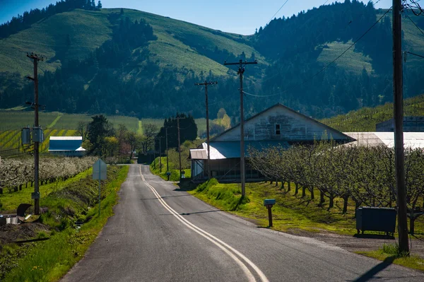 Road among apple orchards, Hood River Valley, Oregon — Stock Photo, Image