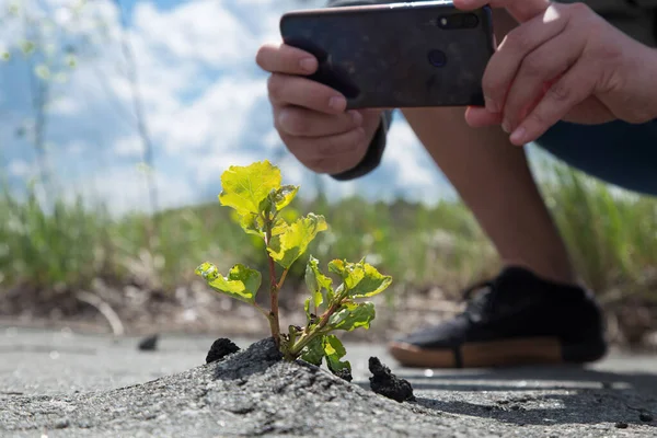 Marul yaprakları masanın üzerindeki kara kutuda yatıyor. Yaz günü