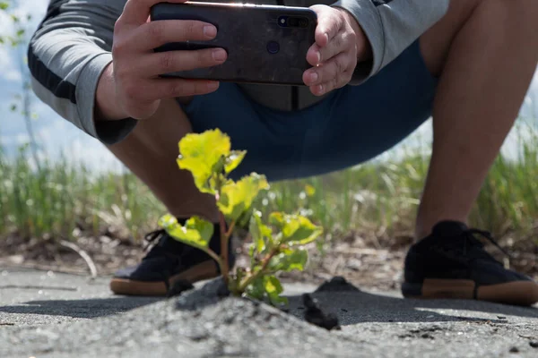 Marul yaprakları masanın üzerindeki kara kutuda yatıyor. Yaz günü