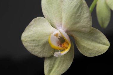 Siyah bir arka planda sarı-kırmızı lekeli sarı bir orkide. Siyah arkaplanda açık sarı bir Cymbidium orkidesi. Yakın plan.