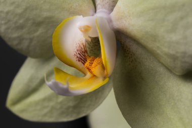 Siyah bir arka planda sarı-kırmızı lekeli sarı bir orkide. Siyah arkaplanda açık sarı bir Cymbidium orkidesi. Yakın plan.