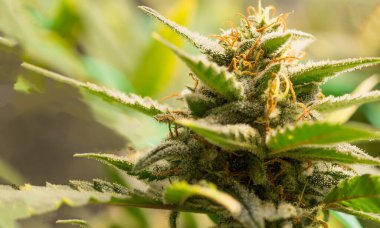 Marihuananın yeşil çiçekleri olgunlaşmış. Tıbbi marihuana. Çiçek açan konobiler