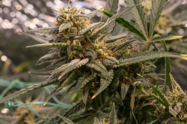 Marihuananın yeşil çiçekleri olgunlaşmış. Tıbbi marihuana. Çiçek açan konobiler