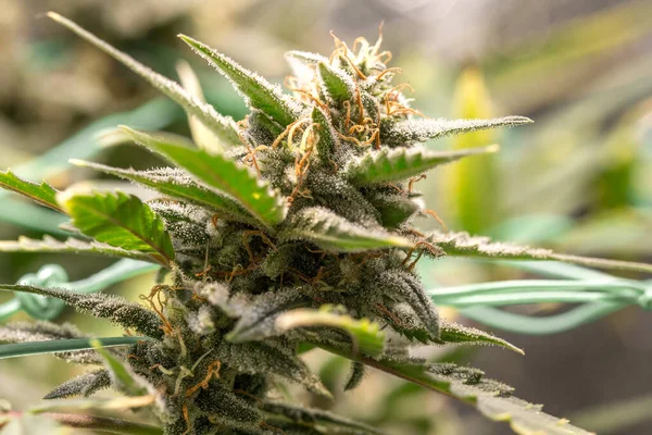 Marihuananın yeşil çiçekleri olgunlaşmış. Tıbbi marihuana. Çiçek açan konobiler