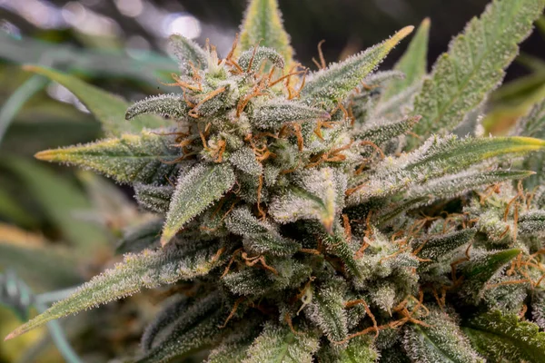 Marihuananın yeşil çiçekleri olgunlaşmış. Tıbbi marihuana. Çiçek açan konobiler