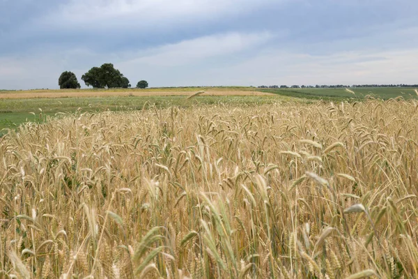 Büyük sarı buğday tarlası ve mavi gökyüzü. Ukrayna